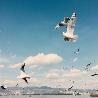 赏金女王免费安卓下载